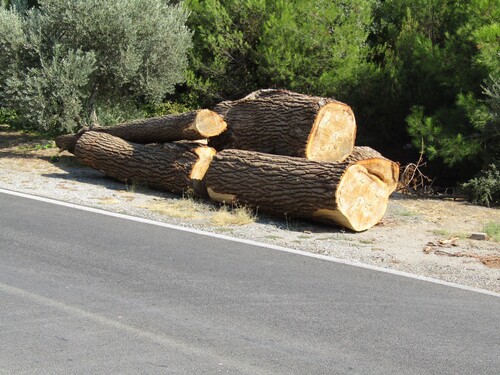 Figure 18. Felled pine trees awaiting processing on the side of the road at the shipyard of Pyrgos. (Author)