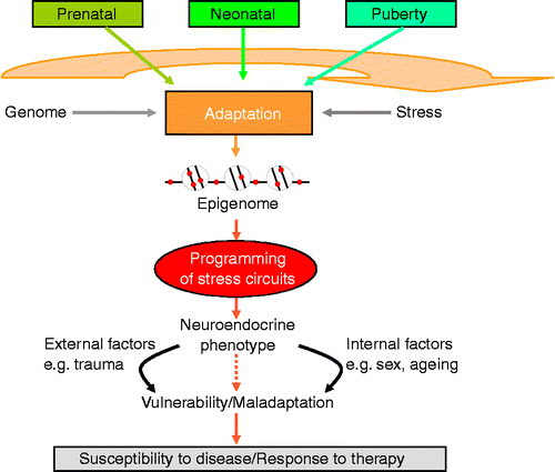 Figure 1.  Long-term programming of the stress system takes place during critical developmental time windows. The environment during early life can persistently alter the expression levels of key genes by epigenetic marking thus initiating adjustments in behaviour, neuroendocrine and stress responsivity throughout later life. The nature of the environment and experiences throughout later life, in addition to the impact of biological processes associated with aging and genetic sex, may exacerbate the programming established during early life resulting in increased vulnerability to and manifestation of mood disorders.