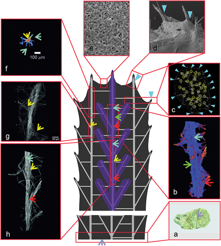 Figure 12. Diagram of the Spongilla lacustris structure. (a) Surface of the sponge’s base adhering to the concrete substratum. (b) Reconstruction of sponge spicular skeleton’s bundle and branch with marked layer. (c, d) Places where megascleres emerge from the pinacoderm. (e) Surface of the pinacoderm (body surface). (f) One of the central branches selected for analysis, projected onto the ground plane. (g, h) Main branch with the branching region.