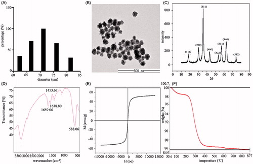 Figure 1. Characteristics of the PAA-coated MNCs. (A) Histogram of diameter distribution as measured by dynamic light scattering. (B) TEM micrographs of the MNCs. (C) XRD pattern of the MNCs. (D) FTIR spectrum of the MNCs. (E) Magnetisation curve of the MNCs. MNCs were tested using a vibrating sample magnetometer at room temperature (T = 300 K). (F) TGA curve of the MNCs.