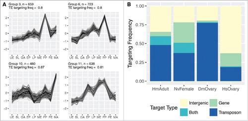 Figure 7. Targeting potential of Nematostella piRNAs. (A) Groups of Nematostella piRNAs significantly enriched for targeting TEs have distinct enrichment profiles during development. The number of associated piRNA loci contributing to the respective groups is depicted with an “n.” Group 3, group 6 and group 11 are characterized by enrichment of TE-targeting piRNAs in the primary polyp stage, with only group 10 reaching an average of more than 2-fold greater enrichment in the adult male stage. (B) Almost half of Nematostella piRNAs (45%) potentially target transposable elements. piRNA targets were classified into 4 classes: “intergenic regions,” “genes,” “transposons” and “both,” combining genes and transposons.