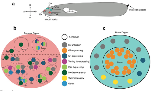 Figure 1. A: Broad organization of primary external larval chemosensory organs in context. B: The terminal organ (TO, red) contains dendrites of neurons that express a wider variety of chemosensory genes. The organizational logic of sensilla and dendrites has not been uncovered. Sensilla are named according to the morphology as described by Rist and Thum., 2017: Papillum (P1-3, dorso-lateral (do), modified (mod)); Pit (K1-5); Spot dorso-lateral (do), and distal (di); Knob (K1, K2). C: The dorsal organ (DO, blue) contains 2 sensilla (Dome, Base). The Dome contains mainly OR-expressing neurons arranged in triplets, implicating it in olfactory function. The identity of most Base neurons remains unknown. Furthermore, presence of some IRs has been shown in the DO, however the identity of the neurons expressing them is unknown [Citation55], thus they have not been included. Partially adapted from Apostolopolou et al., 2015, and Rist and Thum, 2017