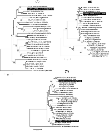 Fig. 2 Phylogenetic dendrograms based on complete nt sequences of (a) begomovirus, (b) betasatellite, and (c) alphasatellite isolates, using Neighbour-Joining (NJ) algorithm in MEGA7. All the isolates identified from Pakistan in this study are shown in bold white text on black background. Horizontal lines represent nt substitutions per site. Numeric values at branch nodes are representing per cent bootstrap values higher than 60 (1000 replicates). All isolates used for comparison are represented by their respective accession numbers in the trees. All abbreviations for begomovirus, alpha- and betasatellite isolates are according to Brown et al. (Citation2012) and Briddon et al. (2012), respectively.
