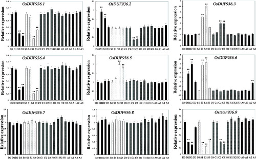 Figure 3. Relative expression levels of OsDUF936 gene family members in rice Nipponbare seedlings under various stress and ABA conditions. D0, D1, D2 and D3: drought stress treatment for 0, 4, 8 and 16 h, respectively; S0, S1, S2 and S3: salt stress treatment for 0, 4, 8 and 16 h, respectively; C0, C1, C2 and C3: cold stress treatment for 0, 4, 8 and 16 h, respectively; H0, H1, H2 and H3: heat stress treatment for 0, 4, 8 and 16 h, respectively; A0, A1, A2 and A3: ABA treatment for 0, 4, 8 and 16 h, respectively.