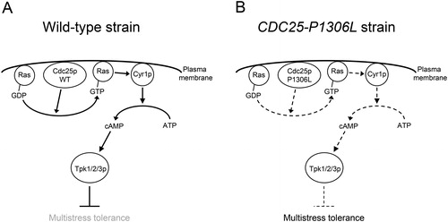 Figure 4. Presumed mechanism of multistress tolerance conferred by the CDC25-P1306L mutation allele. The arrows and blunt arrows with straight lines indicate positive and negative interactions, respectively. The arrows with curved lines indicate conversions. The bold and dashed lines indicate strong and weak interactions/conversions, respectively. The text in grey typeface indicates the inhibited phenotype. WT indicates wild type. See ‘Results and discussion’ for details.