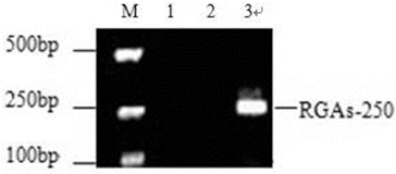 Figure 2. PCR amplification products of NBS RGAs in mango. M: DNA Marker V; Lane 1: blank control; Lane 2: control using water as a template; Lane 3: PCR products of NBS genes amplified with forward and reverse primers for mango.