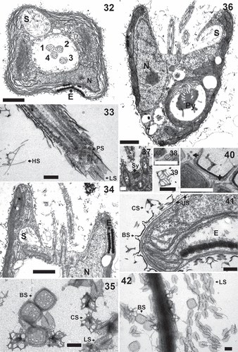 Figs 32–42. Pyramimonas octopora sp. nov., TEM. Figures 32–34, 36–41 are from thin sections; Figs 35, 42 are from whole mount preparations stained with uranyl acetate. All scale bars = 200 nm, except for Figs 32, 34 and 36 in which the scale bars = 1 µm.