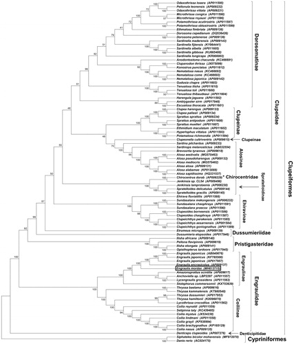 Figure 1. Consensus maximum-likelihood phylogenetic tree of the complete mitogenome of E. mordax (indicated as boxed) (GenBank accession no. MH613715) and other fishes of Order Clupeiformes. Phylogenetic analysis confirms that E. mordax belongs to the clade of anchovies of Subfamily Engraulinae (Family Engraulidae), which also contains fishes of the monophyletic Coiliinae subfamily. Phylogenetic analysis also indicated Family Clupeidae is paraphyletic due to its relationship with Family Chirocentridae (see asterisk; represented here by Chirocentrus dorab, AP006229), confirming recent findings by Lavoué and coworkers (Citation2017b). Complete nucleotide sequences for each species were aligned using Clustal X software (Larkin et al. Citation2007), and the tree was constructed using all nucleotide sites with a maximum likelihood model and pairwise gap deletion using MEGA v7 (Kumar et al. Citation2016). The tree was rooted using complete mitogenomes of two fishes from Order Cyprinifomes: the Mohave Tui Chub, Siphateles bicolor mohavensis (Glaser et al. Citation2017), and Zebrafish, Danio rerio. Bootstap values (1000 replicates) are shown for each node, and GenBank accession nos. are provide in parentheses accompanying each taxon.