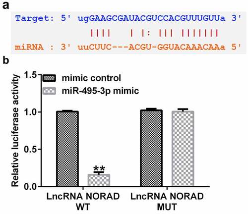 Figure 1. LncRNA NORAD was the complementary endogenous RNA (ceRNA) for miR-495-3p. (a) Putative complimentary sequences between NORAD and miR-495-3p were predicted by StarBase. (b) Dual-luciferase reporter assay confirmed the binding relationship between NORAD and miR-495-3p. Data were expressed as means ± SD, and experiments were repeated for at least for 3 times. **p < 0.01 vs. mimic control group.