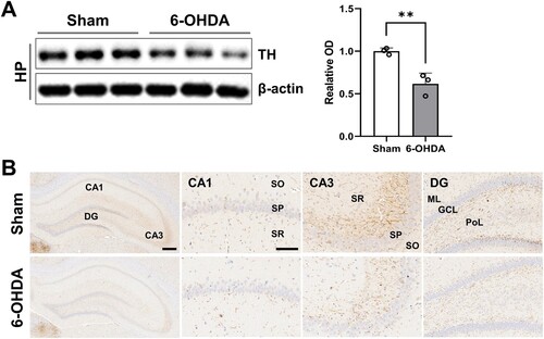 Figure 3. Reduction in DAergic signaling in the rat hippocampus. (A) Immunoblots of TH expression in the hippocampus (n = 3 rats/group). (B) Representative photos (n = 3 rats/group) showing the TH-positive nerve fibers in the CA1, CA3, and dentate gyrus subregions in the hippocampus (scale bar = 100 and 400 μm). Data are expressed as means ± SEs. 6-OHDA, 6-hydroxydopamine-lesioned group; DA, dopamine; Sham, sham-operated controls; HP, hippocampus; TH, tyrosine hydroxylase. **P < 0.01.