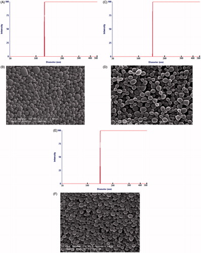 Figure 1. Particle size distribution curves and scanning electron photographs of NP. (A–B) LLGCV-loaded PLGA 75:25 NP, (C–D) LDGCV-loaded PLGA 65:35 NP, and (E–F) DLGCV-loaded PLGA 75:25 NP.