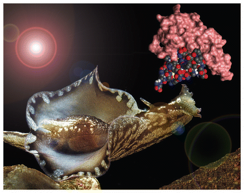 Figure 1 Aplysia use water-soluble pheromones to attract potential mating partners. The figure shows Aplysia brasiliana and a model of the pheromones attractin and temptin in complex. Modified from reference Citation19.