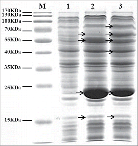 Figure 2. SDS-PAGE analysis of cell-free soluble extract of Q1533, Q1546 and Q1643. The arrows indicate PrpE～70KDa, DhaB1 and GdrA～62KDa, AldH～55KDa, PhaC～40KDa, DhaB2～21KDa, DhaB3 and GdrB～16KDa. M-protein maker, 1-Q1533, 2-Q1546 and 3-Q1643.