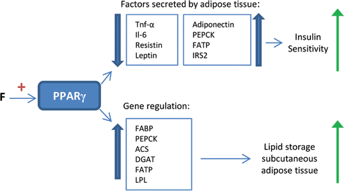 Figure 5. Effects of PPARγ stimulation by flavonoids. PPARγ stimulation by flavonoids (F) leads to changes in the factors secreted by adipose tissue, stimulating insulin sensitivity. Furthermore, it leads to the upregulation of specific genes, stimulating lipid storage in subcutaneous adipose tissue instead of the liver. TNF-α = tumor necrosis factor α, Il-6 = interleukin 6, PEPCK = phospoenolpyruvate carboxykinase, FATP = fatty acid transport protein, IRS2 = insulin receptor substrate 2, FABP = fatty acid-binding protein, ACS = acetyl-CoA synthase, DGAT = diglyceride acyltransferase, LPL = lipoprotein lipase.