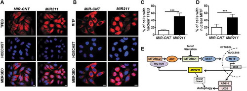 Figure 7. MIR211 overexpression led to MITF translocation to the nucleus. (a and b) Endogenous TFEB (A) or MITF (B) intracellular localizations were analyzed using indirect immunostaining with specific antibodies in HeLa cells transfected with MIR-CNT or MIR211. Scale bar: 10 µm. (c and d) Quantification of endogenous TFEB (c) or MITF (d) nuclear localization (mean± SD, n = 3 independent experiments, ***p < 0.01). (e) A model depicting the MITF-MIR211 autophagy feed-forward regulation pathway. Downregulation of RICTOR by MIR211 blocks MTORC2 activity, leading to AKT inhibition that is followed by MTORC1 blockage. Under these conditions, MITF that was sequestered in the cytosol migrates to the nucleus and contributes to the transactivation of autophagy-related genes as well as MIR211. Upregulation of the miRNA under these conditions creates a feed-forward loop that amplifies and sustains autophagy during stress. Although, we have shown here that RICTOR was a direct and rate-limiting target of MIR211 in autophagy control (see the rescue assays in Figure 5(j)), additional direct or indirect connections involving other MIR211 targets (e.g., ATG14) might also be contributing to the further amplification of the autophagic activity.