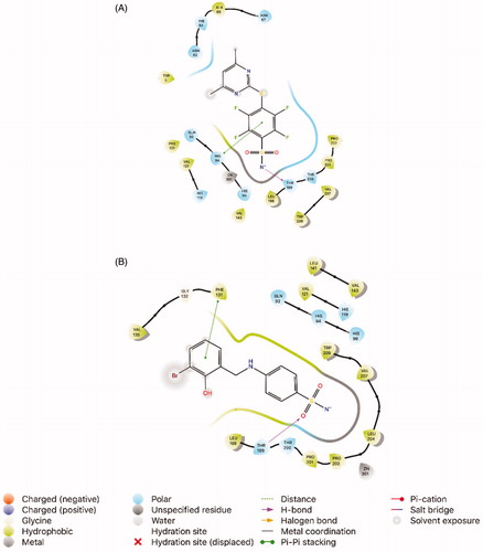 Figure 2. Interaction of the ligands with the key amino acids within the active site of hCA II (PDB ID: 4HT0). (A) Docking pose of the native ligand V50 (4-[(4,6-dimethylpyrimidin-2-yl)thio]-2,3,5,6-tetrafluorobenzenesulfonamide, PubChem CID: 71299336). (B) Docking pose of compound 7 (4-((3-bromo-2-hydroxybenzyl)amino)benzenesulfonamide).