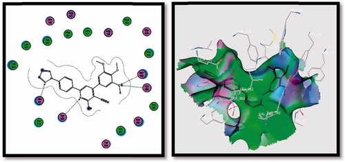 Figure 8. 2D (left image) and 3D (right image) interaction of compound 5f in the active site of COX-2 receptor. It is possible to observe the binding using H-bond to His90, Tyr355, Tyr385 and Ser530 amino acids.