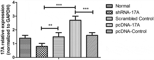 Figure 1. qRT-PCR was used to measure 17A expression in the SH-SY5Y cells.(Data were presented in the form of mean ± S.E.M, based on three independent experiments. ** and *** indicate a significant level at P < 0.01 and P < 0.001, respectively, in comparison with controls.)