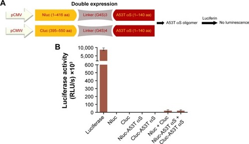 Figure 3 (A) Split-luciferase complementation assay for detection of A53T αS oligomers. We generated split Nluc-A53T αS and Cluc-A53T αS fragments. Once A53T αS formed oligomer, split firefly luciferase proteins were reconstituted which showed luminescence. (B) Comparison of luciferase activity upon transient transfection of firefly luciferase, Nluc, Cluc, Nluc-A53T αS, Cluc-A53T αS, double (Nluc and Cluc) and (Nluc-A53T αS and Cluc-A53T αS) plasmids into HEK293T cells. Luminescence from transfected HEK293T cells after double transfection of Nluc-A53T αS and A53T αS-Cluc was not observed. The luminescence ± SD in three independent experiments are shown.Abbreviations: αS, alpha-synuclein; RLU, relative light units.