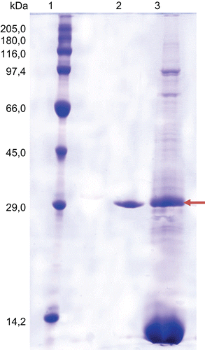 Figure 2.  SDS-PAGE bands of CA: 1: standard proteins α-lactalbumin, bovine milk (14.2); bCA, bovine erythrocytes CA (29.0): ovalbumin, chicken egg (45.0 kDa); albumin, bovine serum (66.0 kDa); phosphorylase B, rabbit muscle (97.4 kDa); β-galactosidase, Escherichia coli (116.0 kDa); α2-macroglobulin (80.0 kDa): myosin, rabbit muscle (205.0 kDa), 2: purified sturgeon enzyme, 3: sturgeon erythrocyte haemolysate.