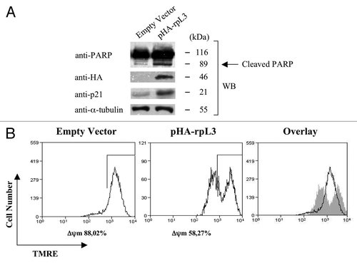 Figure 8. Characterization of rpL3-mediated apoptosis in Calu-6 cells. (A) Calu-6 cells transfected with 2 μg of pcDNAHAV3 (empty vector) or pHA-rpL3 were analyzed by WB assay with antibodies directed against PARP, the HA tag and p21, 48 h after transfection. Loading in the gel lanes was controlled by detection of α-tubulin protein. (B) The same samples were analyzed for mitochondrial membrane potential by tetramethyl-rhodamine ethyl ester (TMRE) staining, and fluorescence was measured by flow cytometry 48 h after transfection.