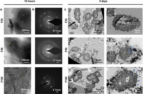 Figure 2. TEM showed the formation of biomimetic mineralized collagen fibers. (a) TEM showed the initial intrafibrillar mineralization process of collagen fibers after biomineralization for 12 h. (b) SAED patterns of (a). (c) TEM showed the cross-section of collagen fibers after biomineralization for 5 days.