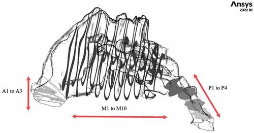 Figure 7. Planes in the nasal cavity.