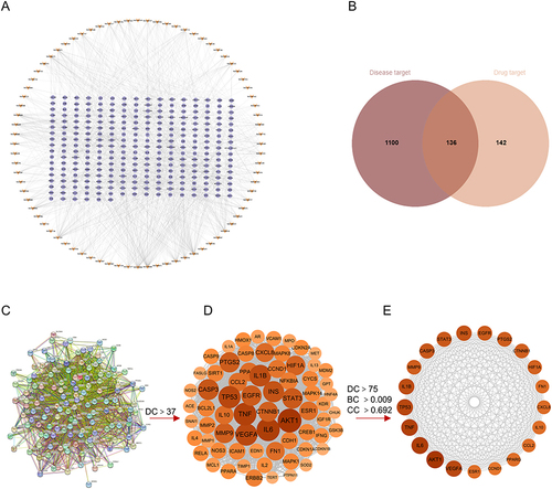 Figure 2 QTF’s active ingredient-target interactions and their relevance to intestinal fibrosis-related targets. (A) Compound-target network of QTF constructed using Cytoscape. (B) Venn diagram of common targets of QTF and intestinal fibrosis. (C) The PPI network analysis of core targets. (D) Hub-network extracted from the PPI network based on the degree value. (E) Hub-network extracted from the PPI network of the top 21 targets based on the degree value, Betweenness Centrality and Closeness Centrality.