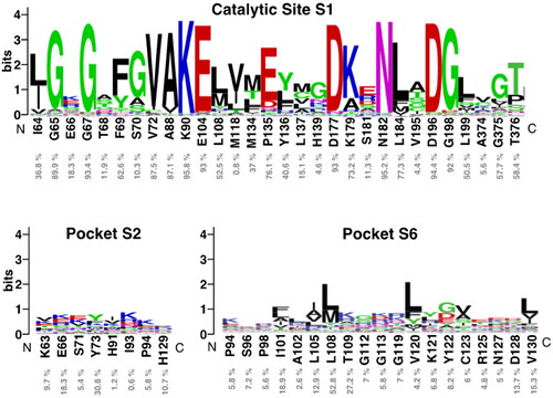 Figure 6. Sequence logo analysis of pockets 1 (catalytic site), 2 and 6 using the multiple sequence alignment (MSA) of 497 human protein kinome reported in 2019Citation35. Logos were obtained with the WebLogo serverCitation40. Each logo consists of stacks of symbols, one stack for each position in the MSA. The overall height of the stack indicates the sequence conservation at that position, while the height of symbols within the stack indicates the relative frequency of each amino at that position, indicated as % below CDC7 residues.