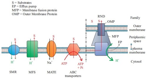 Figure 1 Five main MDEPs with their well-known examples and antibiotic substrates. Data from Yılmaz and Özcengiz.Citation91Abbreviations: OMP, outer membrane protein; SMR, the small multidrug resistance family; MFS, the major facilitator superfamily; ABC, ATP-binding cassette superfamily; MATE, the multidrug and toxic compound extrusion family; RND, the resistance-nodulation division family.