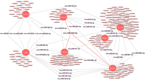 Figure 7 miRNA Prediction with Target Scan. Interaction network between genes involved in the inflammatory response and its targeted miRNAs. Genes are colored in red, and miRNAs are colored in pink.