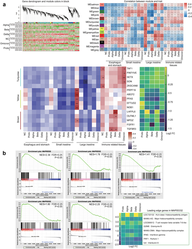 Figure 5. Transcriptomic profile of fragments in GI tract post SARS-CoV-2 or variants infection.