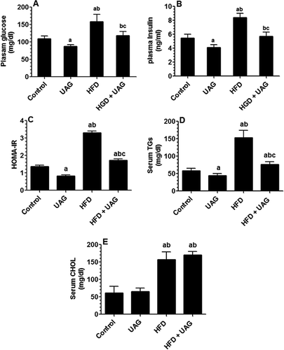 Figure 1. Metabolic profile of all experimental groups. Rats were fasted for 12 h at the end of the experimental procedure after being anesthetized with sodium pentobarbital (60–70 mg/kg, intraperitoneally) and blood samples were directly collected by cardiac puncture. (A) Fasting plasma glucose levels (mg/dl) as measured calorimetrically. (B) Fasting plasma insulin levels (ng/ml) as measured by ELISA. (C) Calculated homeostasis model assessment of IR (HOMA-IR) as determined using the following equation (HOMA-IR = FPG (mg/dl) × fasting insulin (U/ml)]/405]). (D) Fasting serum levels of triglycerides (TGs) (mg/dl). (E) Fasting serum levels of cholesterol (CHOL) (mg/dl). The serum TGs and CHOL were measured calorimetrically using a biochemical analyzer (ADVIA 1200 S analyzer). Statistical analysis between the various groups was done using a one-way ANOVA test, followed by Tukey’st test. Data are expressed as mean ± SD of n = 12/group and values were considered significantly different at P < 0.05 were a:vs. STD, b:vs. STD+ UAG. c:vs. HFD. STD: standard diet. HFD: high-fat diet. UAG: unacylated ghrelin.