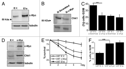 Figure 3. c-Myc upregulates Chk1 in E1a-expressing cells. (A) Fifty micrograms of total cell lysate (TCL) of U87 E.V. and U87 E1a cells were blotted against c-Myc. Tubulin was used as loading control. (B) Expression of Chk1 was evaluated in U87 E1a transfected with siRNA Scrambled or against c-Myc by western blot as in Figure 2A. (C) Percentage of cells in G2/M phase in U87 E1a cells transfected with siRNA scrambled or against c-Myc. As a control, U87 empty vector cells were also evaluated. Data represents mean ± SD of 3 independent experiments. (D) Fifty μg of TCL from U87 E.V. and U87 overexpressing c-Myc (c-Myc) were blotted against c-Myc and Chk1. Tubulin was used as loading control. (E) Viability of U87MG cells overexpressing c-Myc (c-Myc), E1a (E1a) or empty vector (E.V.) was measured in response to IR as in Figure 1A. Data represents mean ± SD of 3 independent experiments. (F) Percentage of cells in G2/M phase in U87 E.V., U87 c-Myc, and U87 E1a cell lines. Data represents mean ± SD of 3 independent experiments.