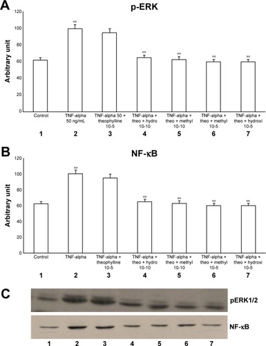 Figure 3 Effects of TNF-alpha (50 ng/mL) in the presence or absence of either methylprednisone (10−5 M) or hydrocortisone (10−10 M) in a 24-h treatment on (A) p-ERK and (B) NF-κB evaluated through (C) Western blot analysis in primary HBECs under the same treatments described in the graphs (lanes 1–7).