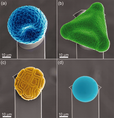 Figure 3. SEM images showing the orientation of the contaminating particulates attached to AFM levers. (a) Pimelea linifolia ssp., (b) Grevillea ‘Red Sunset’, (c) Acacia fimbriata, and (d) 30 μm silica bead.