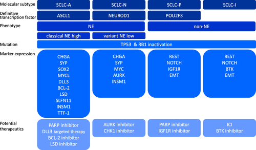 Figure 1 Molecular subtypes of small cell lung cancer with key transcription factors and potential therapeutics.