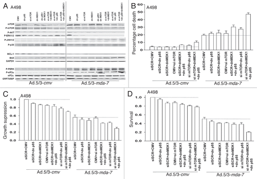 Figure 2 Ad.5/3-mda-7 lethality is enhanced by combined molecular inhibition of PI3K/MEK/mTOR pathways in A498 cells. (A) A498 cells were infected with empty vector control virus (Ad.5/3-cmv) or with viruses expressing MDA-7/IL-24 (Ad.5/3-mda-7); and in parallel transfected with empty vector control plasmid CMV or plasmids to express dominant negative forms of MEK1 or the p85 subunit of PI3K; or scrambled siRNA to siRNA to knockdown mTOR. Twenty-four hours after infection cells were isolated and the phosphorylation/expression of the indicated proteins was determined by immunoblotting (a representative blot from 3 studies is shown). (B and C) A498 cells were infected with empty vector control virus (Ad.5/3-cmv) or with viruses expressing MDA-7/IL-24 (Ad.5/3-mda-7); and in parallel transfected with empty vector control plasmid CMV or plasmids to express dominant negative forms of MEK1 or the p85 subunit of PI3K; or scrambled siRNA to siRNA to knock down mTOR. Forty-eight hours after infection cells were isolated and in (B) cell viability was determined by trypan blue exclusion assay and in (C) total cell numbers were counted in parallel and expressed in proportion to control cell growth (± SEM, n = 3). (D) A498 cells were infected with empty vector control virus (Ad.5/3-cmv) or with viruses expressing MDA-7/IL-24 (Ad.5/3-mda-7); and in parallel transfected with empty vector control plasmid CMV or plasmids to express dominant negative forms of MEK1 or the p85 subunit of PI3K; or scrambled siRNA to siRNA to knock down mTOR. Twelve hours after infection/transfection cells were re-plated as single cells (250–1,000 cells per 60 mm dish) and colonies of >50 cells/colony permitted to form over the following ∼14 days. Data are the means of four plates per study from two independent studies (± SEM).