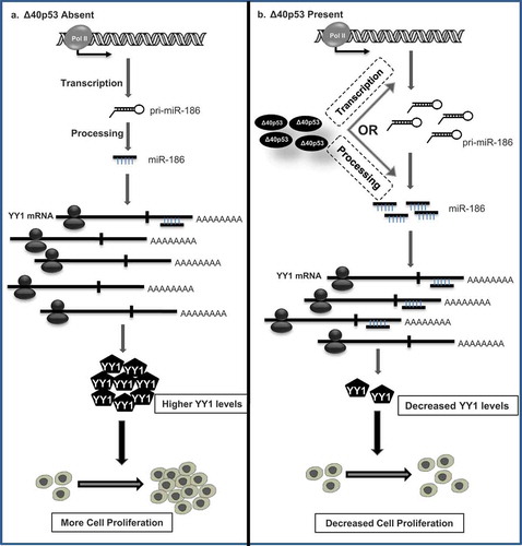 Figure 5. Model depicting the regulation of cell proliferation by ∆40p53 through miR-186-5p-YY1 axis