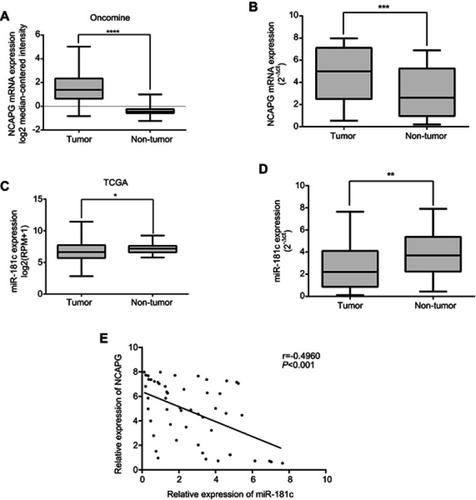 Figure 1 In microarray datasets and clinical HCC tissues, miR-181c expression levels were negatively correlated with NCAPG expression levels. (A) Levels of NCAPG mRNA expression in 225 HCC tissues and 220 normal liver tissues were obtained from the Oncomine database. (B) NCAPG mRNA expression was determined in 52 HCC tumor tissues and adjacent non‑tumor tissues via qRT-PCR. (C) Levels of miR-181c expression in 370 HCC patients and 50 normal liver tissues were determined via the TCGA database. (D) Expression levels of miR-181c in 52 HCC tumor tissues and adjacent non‑tumor tissues were detected via qRT-PCR. (E) Scatter-plots revealing a negative correlation between NCAPG mRNA and miR‑181c at the RNA level in 52 HCCs (r = ‑0.496, p<0.001). *p<0.05, **p<0.01, ***p<0.001, ****p<0.0001.Abbreviations: HCC, hepatocellular carcinoma; TCGA, The Cancer Genome Atlas.