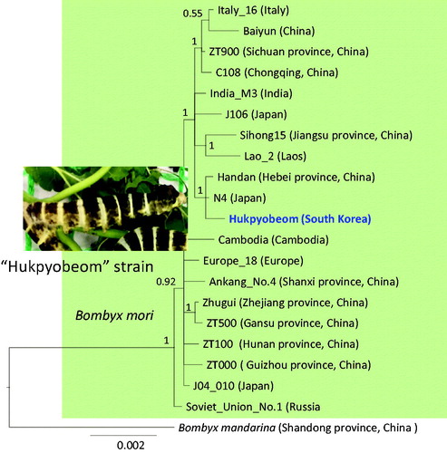 Figure 1. Phylogenetic tree of Bombyx mori. Bayesian inference (BI) method was used for phylogenetic analysis based on concatenated 13 protein-coding genes and 2 rRNA genes. The numbers at the node specify Bayesian posterior probabilities (BPP) by the BI method. The scale bar indicates the number of substitutions per site. The wild silkworm (Bombyx mandarina, FJ384796, Hu et al. Citation2010) was used as outgroup. GenBank accession numbers are as follows: Europe_18, GU966607 (Li et al. Citation2010); ZT500, GU966611 (Li et al. Citation2010); Zhugui, GU966609 (Li et al. Citation2010); ZT000, GU966613 (Li et al. Citation2010); J04_010, GU966612 (Li et al. Citation2010); Baiyun, KM279431 (Zhang et al. Citation2016); Italy_16, GU966596 (Li et al. Citation2010); C108, GU966630 (Li et al. Citation2010); ZT900, GU966600 (Li et al. Citation2010); India_M3, GU966595 (Li et al. Citation2010); Lao_2, GU966610 (Li et al. Citation2010); Sihong15, GU966617 (Li et al. Citation2010); Handan, GU966628 (Li et al. Citation2010); J106, GU966615 (Li et al. Citation2010); Ankang_No.4, GU966614 (Li et al. Citation2010); Cambodia, GU966601 (Li et al. Citation2010); ZT100, GU966603 (Li et al. Citation2010); and Soviet_Union_No.1, GU966599 (Li et al. Citation2010).
