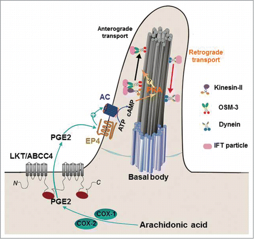 Figure 1. Prostaglandin signaling regulates ciliogenesis by modulating intraflagellar transport. PGE2 is synthesized by COX1 and COX2 and then exported by LKT/ABCC4 transporter. Released PGE2 binds to EP4 receptor on the cilium, which activates adenylate cyclase (AC) to promote accumulation of intracellular cAMP. The cAMP-dependent PKA phosphorylates as-yet unknown substrates, leading to increase anterograde IFT and promote ciliogenesis.