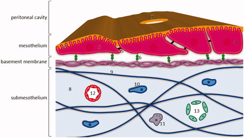 Figure 1. Structure of the peritoneum and underlying layers. The mesothelial monolayer covers the basement membrane and is supported by the submesothelial stroma. 1: stomata; 2: microvilli covered with a glycocalyx; 3: flattened mesothelial cell; 4: cuboidal mesothelial cell; 5: intercellular junction, mainly tight junction; 6: β1 integrin attached to basement membrane via laminin; 7: laminin and collagen IV fibers; 8: submesothelial stroma; 9: collagen, fibronectin, glycosaminoglycans and proteoglycans fibers; 10: fibroblast; 11: macrophage; 12: capillary; 13: lymphatic vessel.