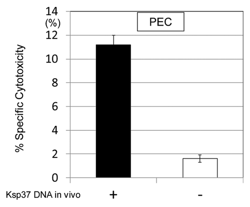 Figure 8. Augmentation of CTL differentiation in vivo by the treatment with Ksp37 DNA was demonstrated. C57BL/six mice were challenged with killed H37Ra antigen (1,000 µg/mouse) in vivo (i.p.) and then treated with Ksp37 DNA (100 µg/mouse, six times) i.m. Twenty-one days after challenge of killed TB antigen, and PEC (peritoneal exudate cells) from these mice were harvested. CTL activity againt TB antigen (HSP65 antigen) was assessed by using 51Cr EL-4 which had been transfected with HSP65 DNA.