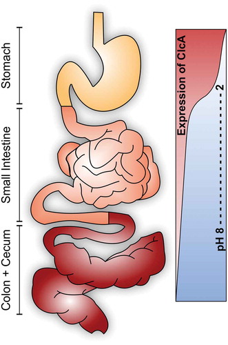 Figure 4. Differential requirement of ClcA (H+/Cl−-transporter) along the human gastrointestinal tract. Upon oral ingestion, V. cholerae has to pass the acidic stomach barrier. ClcA facilitates survival in presence of hydrochloric acid via detoxification of chloride and acts as an electrical shunt to prevent membrane hyperpolarization. Once V. cholerae reaches the alkaline environment of the intestine an active ClcA would exploit the proton motive force thereby disrupting the energy metabolism. Concordantly, clcA is induced during the stomach passage, but silenced during colonization of the intestine.