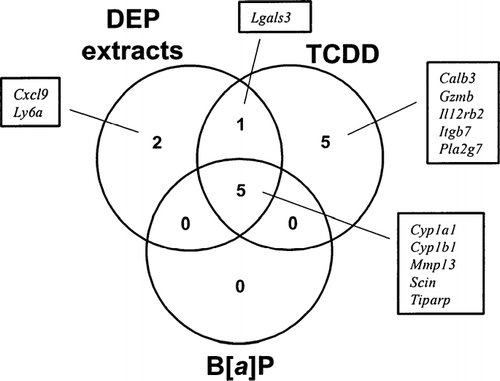 FIG. 1 Venn diagram of DEP extracts and AhR ligand (TCDD and B[a]P)-regulated genes. Fetal thymus was exposed to DEP extracts, TCDD, or B[a]P for 24 hrs. Total RNA was isolated and gene expression was analyzed using an Affymetrix GeneChip. These genes showed at least a 2-fold change in expression in both of two independent experiments, compared to controls.