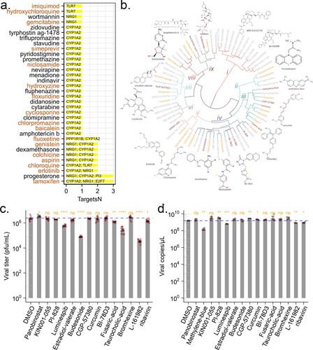 Figure 5. Predicted anti-ZIKV agents and their effect on viral infection. (a) Candidate drugs that target TVC7. Drug candidates against TVC7 were identified by cross-referencing with DGIdb. Drugs targeted more than two genes in TVC7 or retrieved from the PubChem database as potential antiviral agents were shown. Red fonts indicated known anti-ZIKV agents. (b) Chemical structure similarity clustering of drugs identified by signature-based drug repositioning (top 40) and cross-reference with DGIdb. Different coloured branches indicated compounds with distinct chemical structures. Genes with orange colours represent known anti-ZIKV agents, darkred represents compounds being tested in this work, and grey represents others identified here. (c) and (d), ZIKV infectious titres and RNA levels in the culture supernatant of HBMECs at 48 h post-infection with ZIKV at MOI 1 and treated with the indicated compounds, 20 μM Ribavirin, or equivalent volumes of the solvents DMSO. DMSO served as a negative control for all compounds. ZIKV RNA levels were measured by RT-qPCR. ZIKV titres were measured by plaque assay. Data were analysed with student’s t-test, (*p < 0.05; **p < 0.01, ***p < 0.001, ****p < 0.001). Bars represent the mean ± SD of three biological replicates.