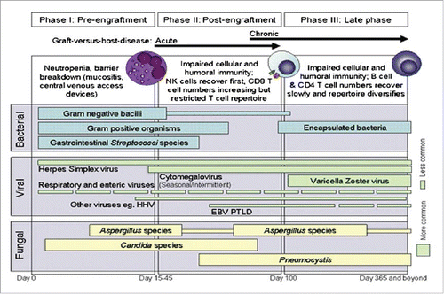 Figure 1. Infections encountered at different phases after HCT.