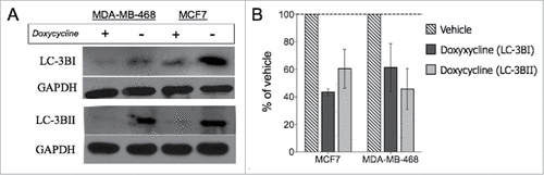 Figure 5. Doxycycline inhibits decreases autophagy-related protein levels. LC3BI and LC3BII protein levels were analyzed (A) and measured (B) in MCF-7 and MDA-MB-468 cells after doxycycline treatment. MCF7 and MDA-MB-468 were treated with 11.39 and 7.13 μM doxycycline for 72 h, respectively.
