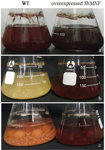 Figure 8. Images of wild type strains and SbMNF-overexpressing transformants cultured for 144 h in PDB. (a) Wild type and transformant CNUCC 1353PR. (b) Wild type and transformant CNUCC C72. (c) Wild type and transformant zzz816.